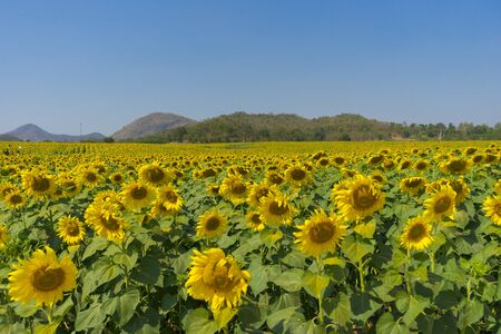 Close up of sunflowers field and landscape with blue sky.の写真素材