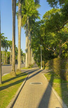 Palm tree leading to National Taiwan University at twilight time in Taipei, Taiwanの写真素材