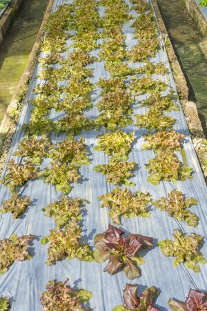 Red Oak organic vegetable in a farm with sun lighting.の写真素材