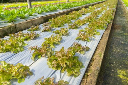 Red Oak organic vegetable in a farm with sun lighting.の写真素材