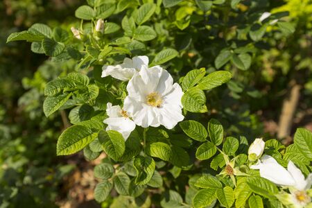 Wild white rose, Rosa Rugosa (Alba Plena) flower in the garden.の写真素材