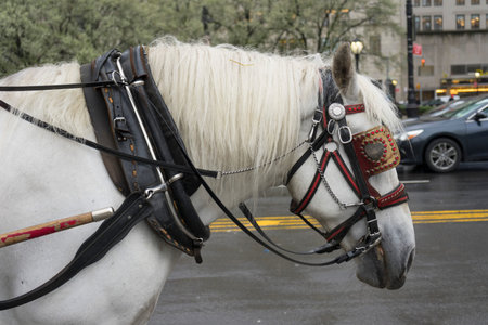 Horse-drawn carriage for tourists in Central Park in New York City,USAの写真素材