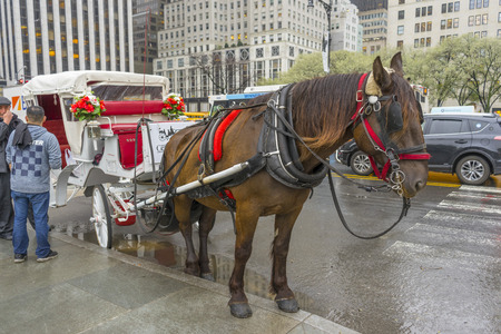 Horse-drawn carriage for tourists in Central Park in New York City,USAのeditorial素材