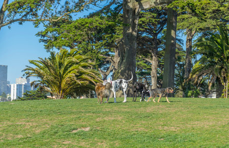 Happy dog playing on green lawn in the garden in San Franciscoの写真素材
