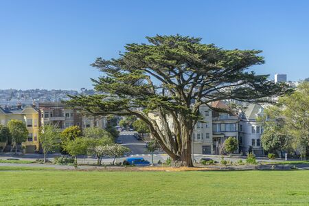 Day view of lush green tree at Alamos Square in San Francisco, CAの写真素材