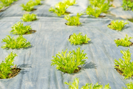 Young green Mizuna growth in hydroponics system.