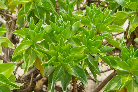 Heliotropium foertherianum on beautiful landscapes of sea and beach background.の写真素材