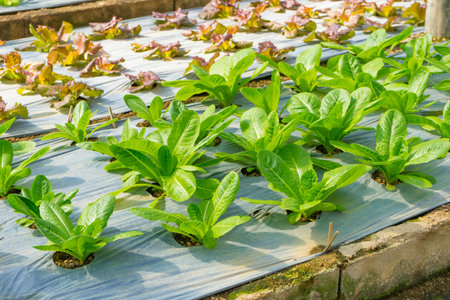Young fresh green cos growth in hydroponics farm.