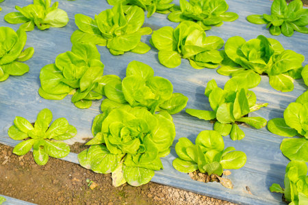Hydroponic butterhead lettuce growing in farm