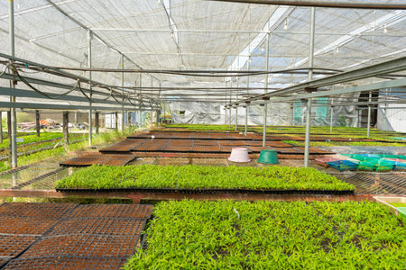 Micro green vegetable grow in the farm. Healthy lifestyle, stay young and modern restaurant cuisine...