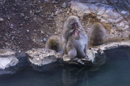 A Japanese snow monkey or Macaque with hot spring On-sen in Jigokudani Monkey Park, Shimotakai District, Nagano , Japan.の写真素材