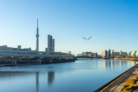 Tokyo Skytree with blue sky background and Sumida river as foreground in Tokyo, Japanの素材 [FY310151816388]