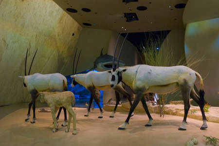 Interior view of the National Museum of Qatar display many kind of desert animal in Doha, Qatarのeditorial素材