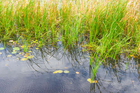Beautiful overgrown typha plant at Khao Sam Roi Yod National Park, Thailand.の写真素材