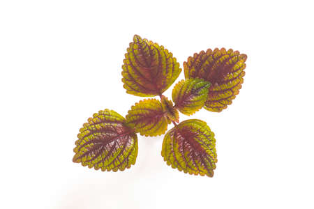 Close-up of Coleus leaves on white background.の写真素材