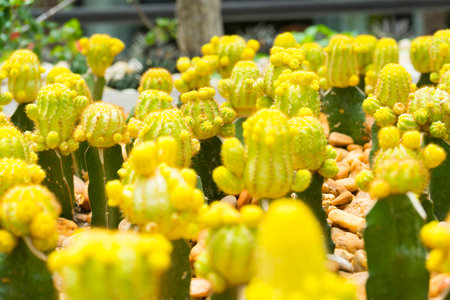 yellow Gymnocalycium mihanovichii grafted cactuses (moon cactus) in pots.