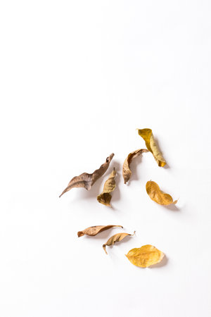 Many dried leaves isolated on white background.