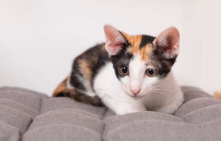Cute calico kitten lying on the cushionの写真素材