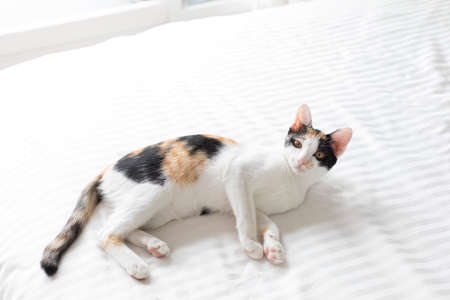 Cute calico kitten lying on the cushionの写真素材