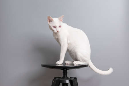 Thai white cat sitting on a chair in a room.の写真素材