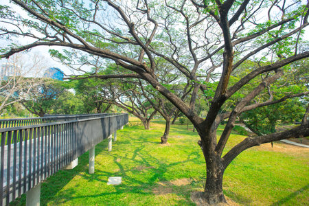 Benjakitti Forest Park, is new landmark public park of central Bangkok in Bangkok, Thailand.