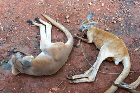 Wild red kangaroo sleeping and resting on the grass in the parkの写真素材