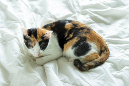 Calico or Tortoiseshell cat sleeping in bed. Happy tabby cat relaxing in a house. Deep sleep cat at home.の写真素材