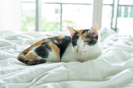 Calico or Tortoiseshell cat sleeping in bed. Happy tabby cat relaxing in a house. Deep sleep cat at home.の写真素材