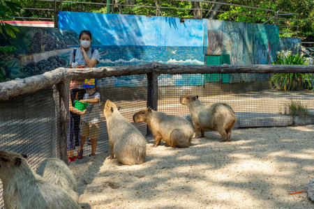 Bangkok, Thailand - Mar 6, 2022 : Children and family happily feeding capybaras in Safari World Zoo in Bangkok, Thailand on Mar 6, 2022. People wear a facemask to avoid viruses inのeditorial素材