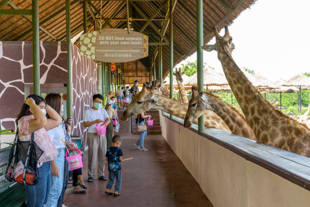 Bangkok, Thailand - Mar 6, 2022 : Children and family happily feeding giraffe in Safari World Zoo in Bangkok, Thailand on Mar 6, 2022.のeditorial素材