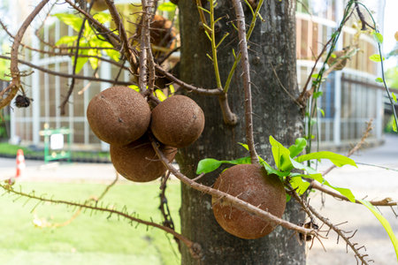Beautiful Cannonball tree blooming or Shorea robusta flower on its tree branches.の写真素材