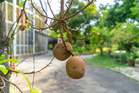 Beautiful Cannonball tree blooming or Shorea robusta flower on its tree branches.の写真素材