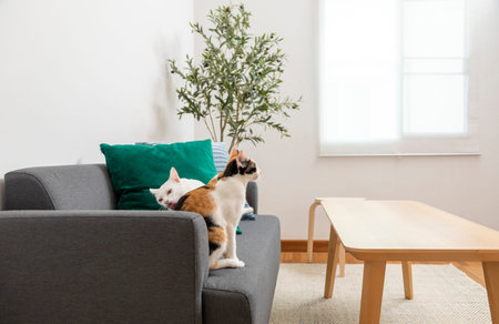 Modern Blue, green, and orange pillow on sofa in living room with olive tree in plant pot. Modern...