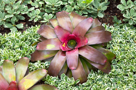 Colorful plant leaves of Bromeliad in the garden.の写真素材