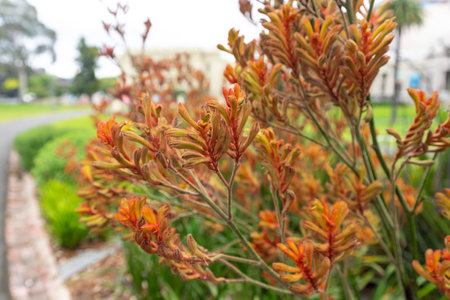 native Australian kangaroo paw plant outdoor in beautiful tropical backyard shot at shallow depth of fieldの写真素材