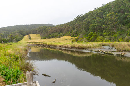 Beautiful nature view of Kennett River Nature Walk, Victoria, Australia.の写真素材