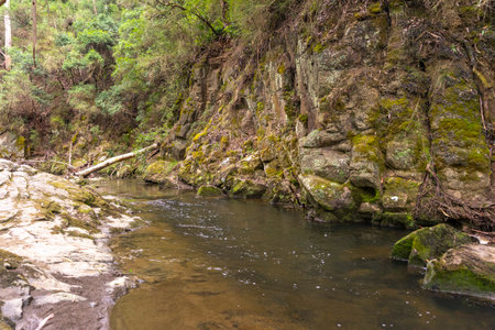 Beautiful nature view of Kennett River Nature Walk, Victoria, Australia.の写真素材