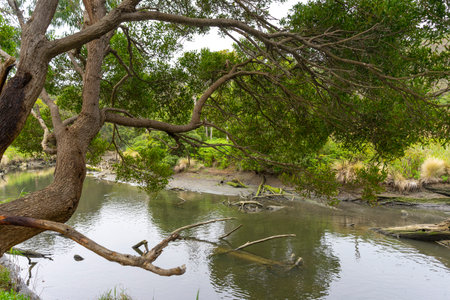 Beautiful nature view of Kennett River Nature Walk, Victoria, Australia.の写真素材