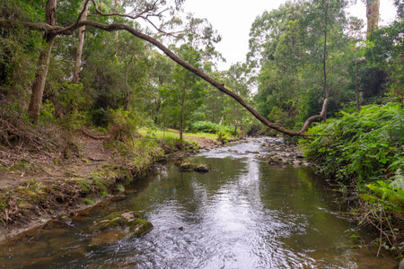 Beautiful nature view of Kennett River Nature Walk, Victoria, Australia.の写真素材