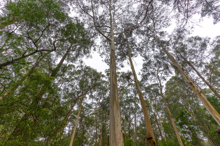Sheoak Picnic Area at Henderson Falls, near Lorne, Victoria, Australia.の写真素材