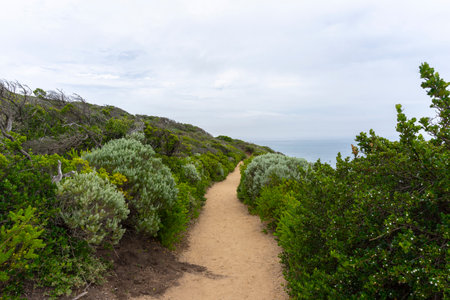 Cape Schanck is the southernmost tip of the Mornington Peninsula, Melbourne, Victoria, Australia.の写真素材