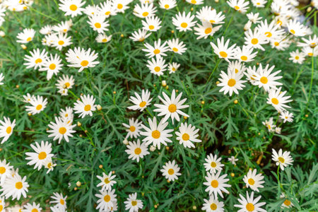 White daisies in the garden, chamomile fieldの写真素材