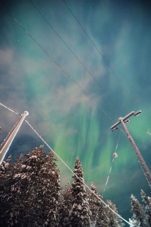 Green northern lights above snowy trees in winter in Rovaniemi, Laplandの写真素材