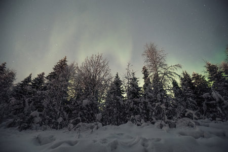 Faint northern lights in starry sky over snowy forest in Rovaniemi, Laplandの写真素材