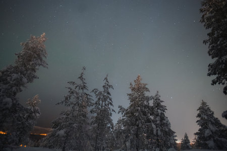 Night sky above snow covered trees in Rovaniemi, Laplandの写真素材