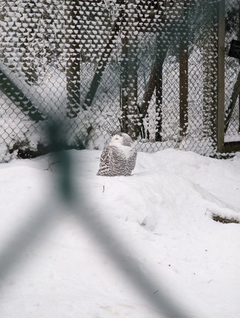 White owl in snowy enclosure in Ranua, Laplandの写真素材