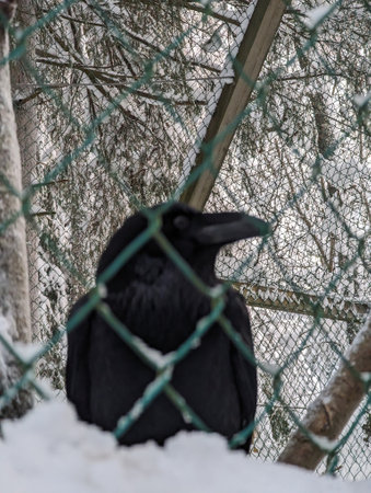 Black bird in snow behind green bars in Ranua, Laplandの写真素材