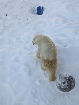 Polar bear in the snow in Ranua, Laplandの写真素材