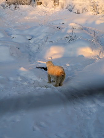 Polar bear in snowy enclosure in Ranua, Laplandの写真素材