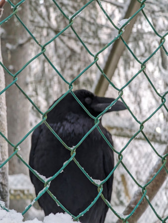 Black raven in snow in Ranua, Laplandの写真素材
